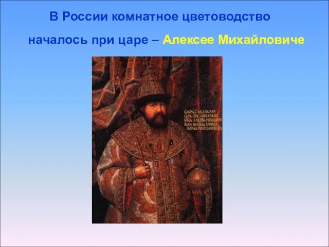 В России комнатное цветоводство началось при царе – Алексее Михайловиче