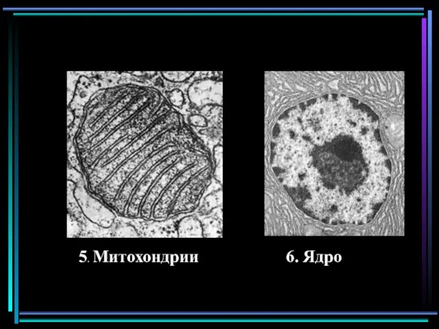 5. Митохондрии 6. Ядро