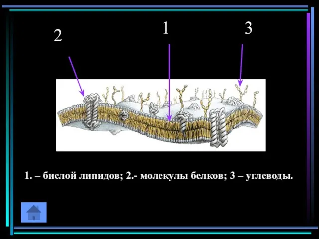 2 1 3 1. – бислой липидов; 2.- молекулы белков; 3 – углеводы.