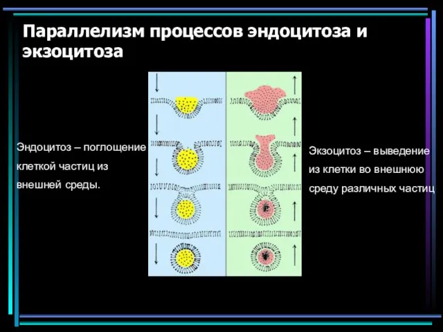 Параллелизм процессов эндоцитоза и экзоцитоза Эндоцитоз – поглощение клеткой частиц из