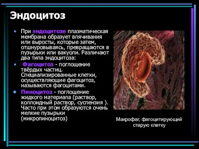 Эндоцитоз При эндоцитозе плазматическая мембрана образует впячивания или выросты, которые затем,