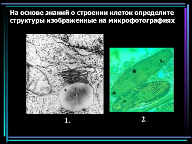 На основе знаний о строении клеток определите структуры изображенные на микрофотографиях 1. 2.