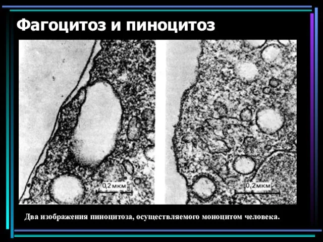 Фагоцитоз и пиноцитоз Два изображения пиноцитоза, осуществляемого моноцитом человека.