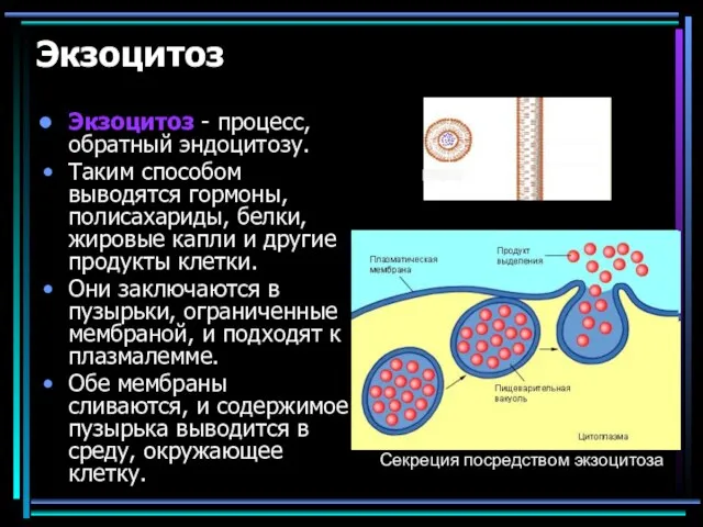 Экзоцитоз Экзоцитоз - процесс, обратный эндоцитозу. Таким способом выводятся гормоны, полисахариды,