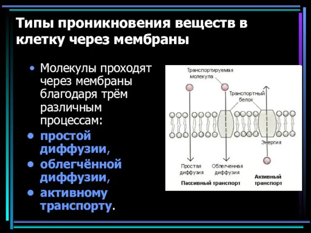 Типы проникновения веществ в клетку через мембраны Молекулы проходят через мембраны