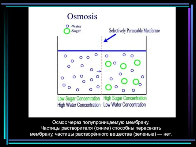 Осмос через полупроницаемую мембрану. Частицы растворителя (синие) способны пересекать мембрану, частицы растворённого вещества (зеленые) — нет.