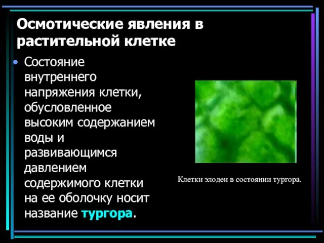 Осмотические явления в растительной клетке Состояние внутреннего напряжения клетки, обусловленное высоким