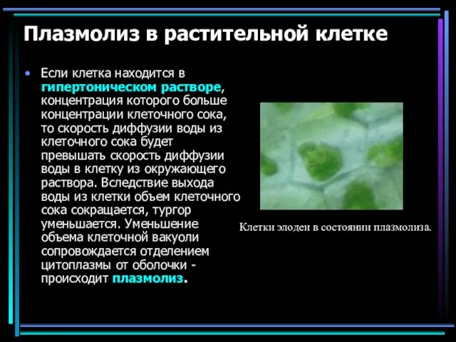 Плазмолиз в растительной клетке Если клетка находится в гипертоническом растворе, концентрация