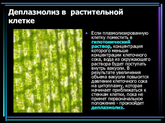 Деплазмолиз в растительной клетке Если плазмолизированную клетку поместить в гипотонический раствор,