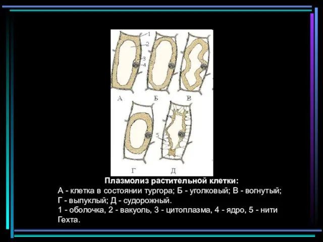 Плазмолиз растительной клетки: А - клетка в состоянии тургора; Б -