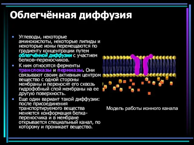 Облегчённая диффузия Углеводы, некоторые аминокислоты, некоторые липиды и некоторые ионы перемещаются