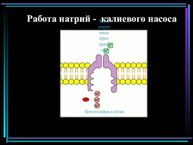 Межклеточное пространство Работа натрий - калиевого насоса Цитоплазма клетки