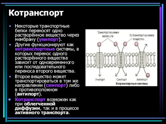 Котранспорт Некоторые транспортные белки переносят одно растворённое вещество через мембрану (унипорт).