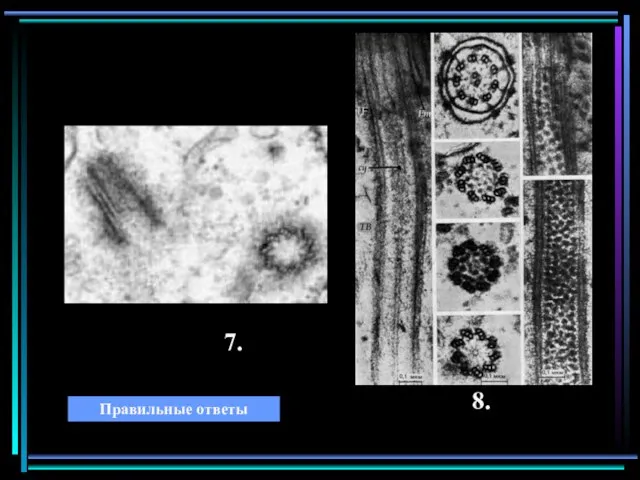 7. 8. Правильные ответы