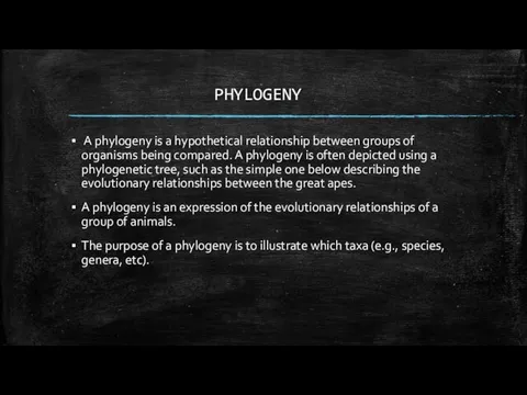 PHYLOGENY A phylogeny is a hypothetical relationship between groups of organisms