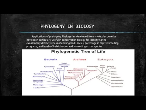PHYLOGENY IN BIOLOGY Applications of phylogeny.Phylogenies developed from molecular genetics have