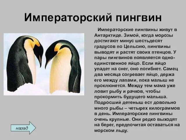 Императорский пингвин Императорские пингвины живут в Антарктиде. Зимой, когда морозы достигают