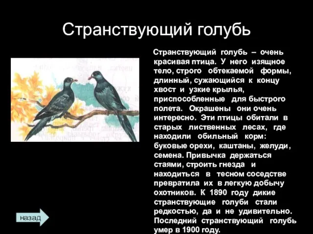 Странствующий голубь Странствующий голубь – очень красивая птица. У него изящное