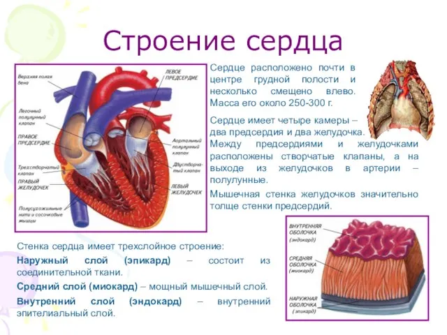 Строение сердца Сердце имеет четыре камеры – два предсердия и два