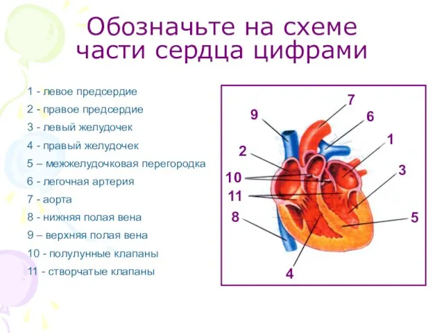 Обозначьте на схеме части сердца цифрами 1 - левое предсердие 2