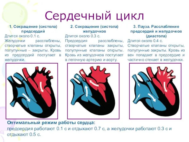 Сердечный цикл 1. Сокращение (систола) предсердий Длится около 0.1 с. Желудочки