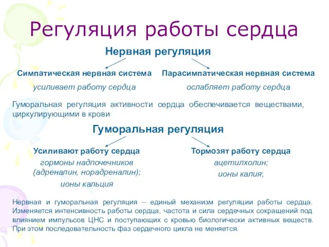 Регуляция работы сердца Нервная регуляция Симпатическая нервная система усиливает работу сердца