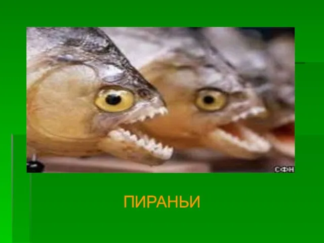 ПИРАНЬИ