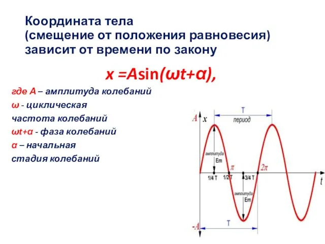 Координата тела (смещение от положения равновесия) зависит от времени по закону