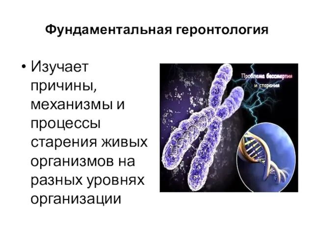 Фундаментальная геронтология Изучает причины, механизмы и процессы старения живых организмов на разных уровнях организации