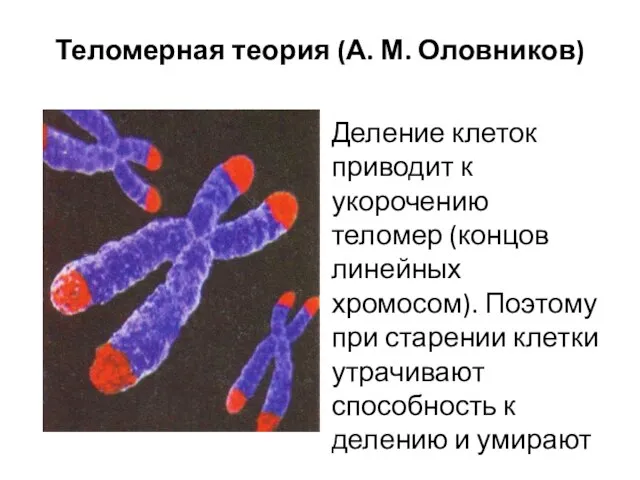 Теломерная теория (А. М. Оловников) Деление клеток приводит к укорочению теломер