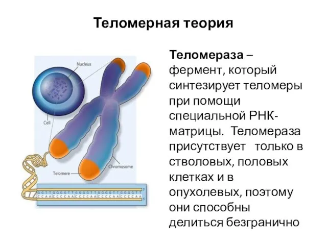 Теломерная теория Теломераза – фермент, который синтезирует теломеры при помощи специальной