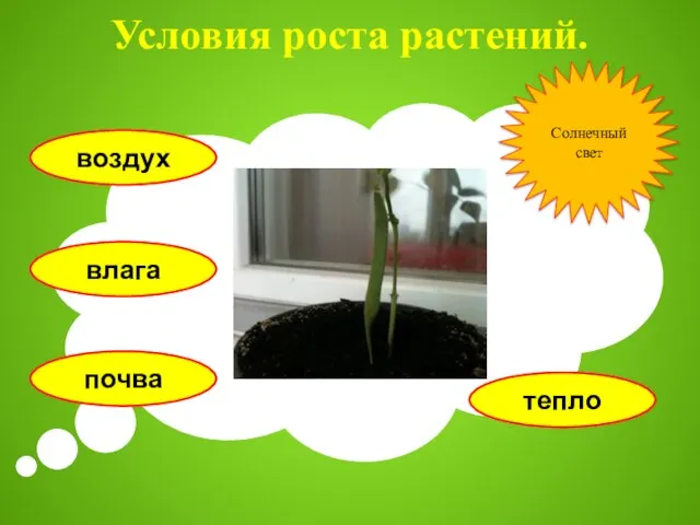 Условия роста растений. воздух влага почва тепло Солнечный свет