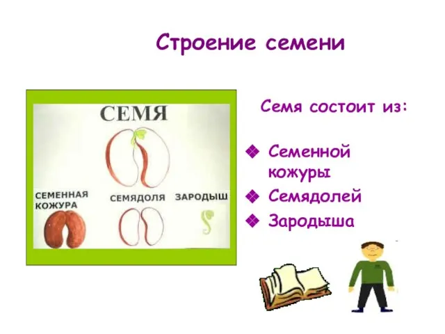 Строение семени Семя состоит из: Семенной кожуры Семядолей Зародыша