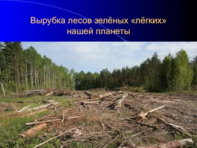 Вырубка лесов зелёных «лёгких» нашей планеты