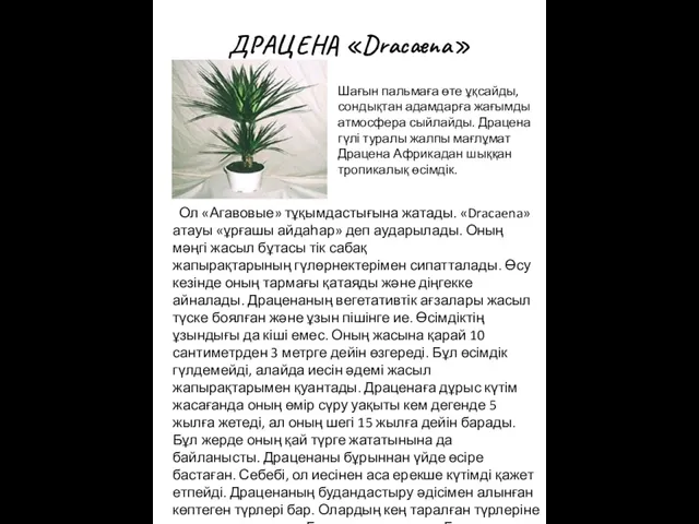 ДРАЦЕНА «Dracaena» Ол «Агавовые» тұқымдастығына жатады. «Dracaena» атауы «ұрғашы айдаһар» деп