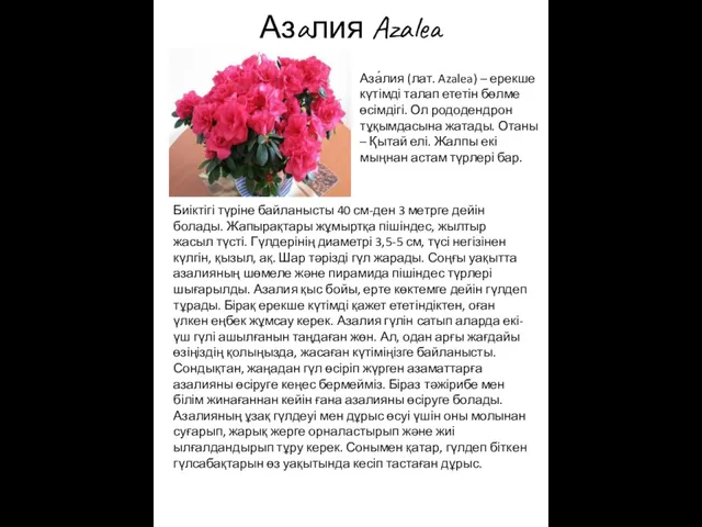 Азалия Azalea Биіктігі түріне байланысты 40 см-ден 3 метрге дейін болады.