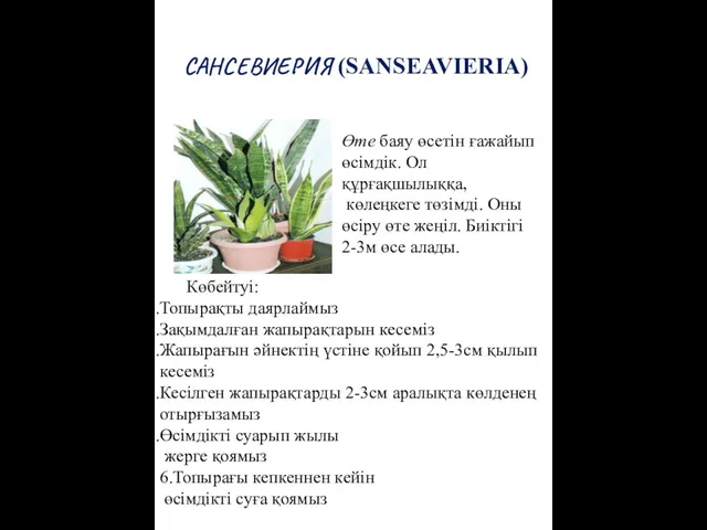 САНСЕВИЕРИЯ (SANSEAVIERIA) Өте баяу өсетін ғажайып өсімдік. Ол құрғақшылыққа, көлеңкеге төзімді.