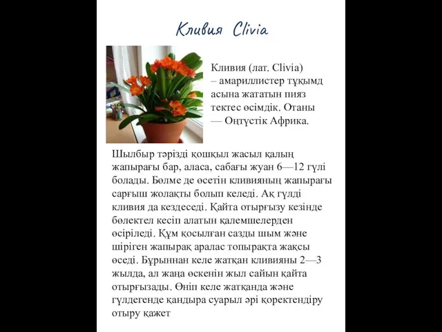 Кливия Clivia Шылбыр тәрізді қошқыл жасыл қалың жапырағы бар, аласа, сабағы