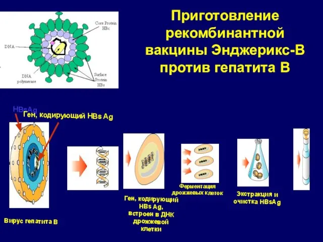 Приготовление рекомбинантной вакцины Энджерикс-B против гепатита В