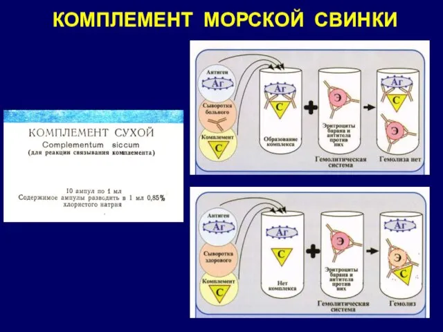 КОМПЛЕМЕНТ МОРСКОЙ СВИНКИ