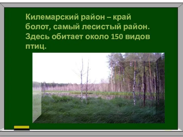 Килемарский район – край болот, самый лесистый район. Здесь обитает около 150 видов птиц.