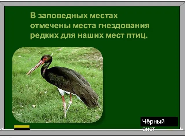 В заповедных местах отмечены места гнездования редких для наших мест птиц. Чёрный аист