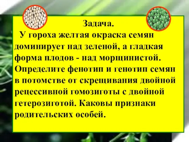 Задача. У гороха желтая окраска семян доминирует над зеленой, а гладкая