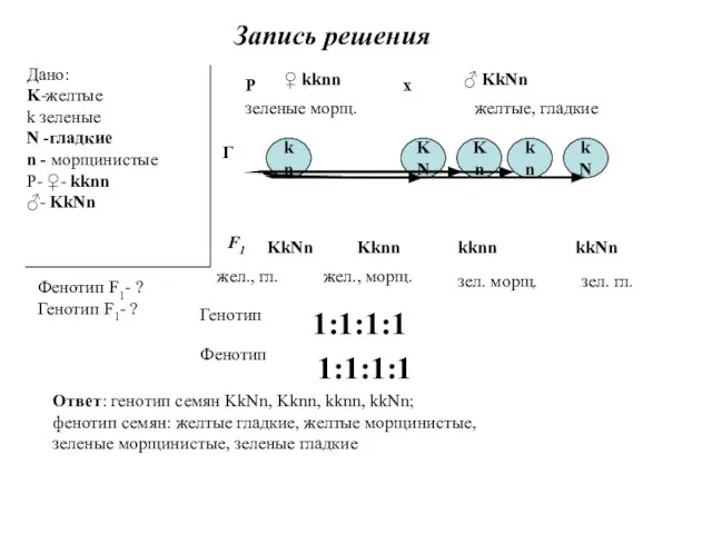 Запись решения Дано: K-желтые k зеленые N -гладкие n - морщинистые