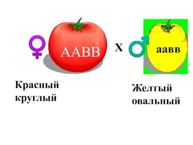 ААВВ аавв Р. ♀ ♂ Х Красный круглый Желтый овальный