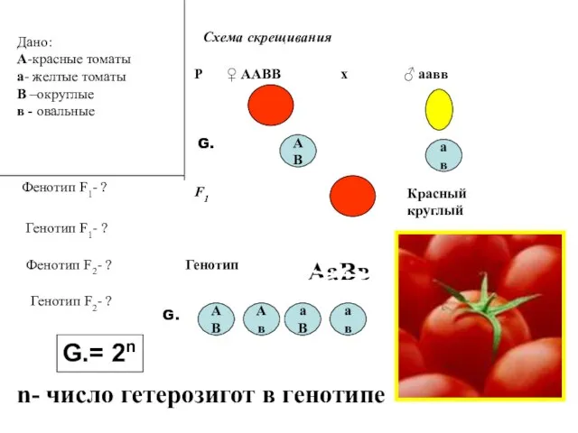Дано: А-красные томаты а- желтые томаты В –округлые в - овальные