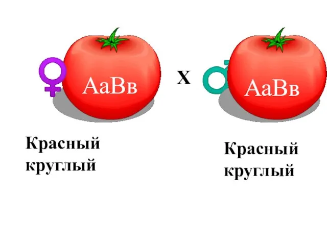 АаВв F1 ♀ ♂ Х Красный круглый Красный круглый АаВв