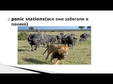 panic stations(все они забегали в панике)