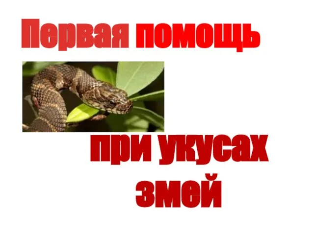 Первая помощь при укусах змей