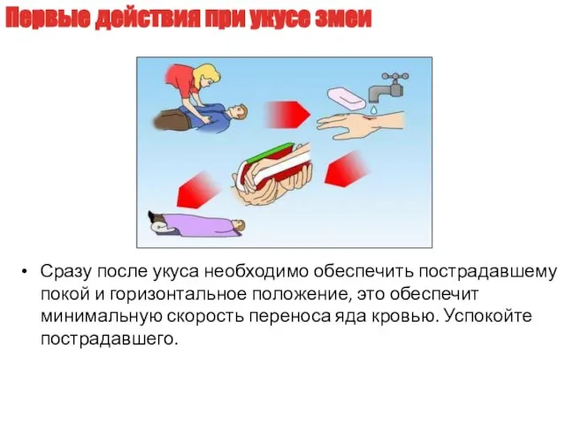 Сразу после укуса необходимо обеспечить пострадавшему покой и горизонтальное положение, это